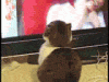 Psycho cat