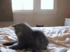 Sneaky cat
