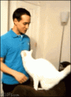 Cute hugging cat