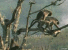 Monkey sex