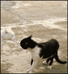 Karate cat :p