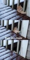 Run, you fools