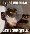 Wozard Cat