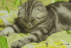 Sleepy cat