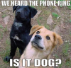 Is it dog?!