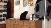 Asshole cat