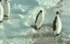 Mean penguin