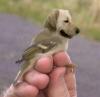 Little Sparrow dog