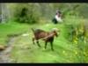 Bob Ed Goats Help