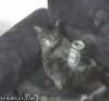 Wasted cat