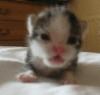 Rawr!