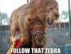 Lazy Lion