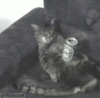 Chilling cat