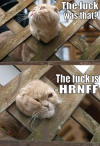 The f...