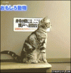 Hydraulic kitten