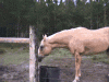Good old country fun
