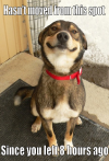 Good boy
