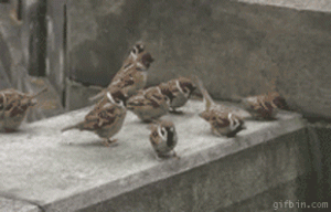 Bird fight
