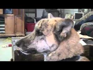 Trolling Your Dog