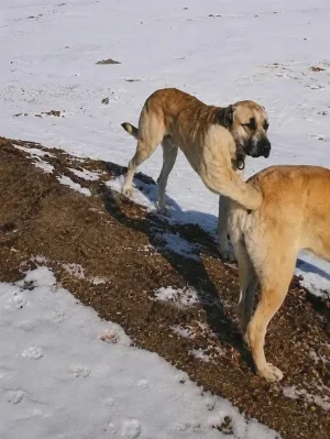Dog porn