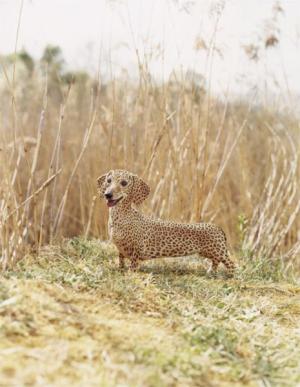 Cheetah dog...or something