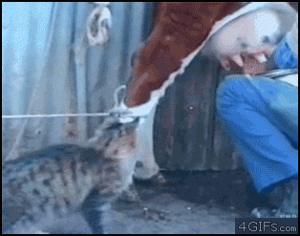 Cat drinks milk