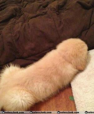 Penis puppy