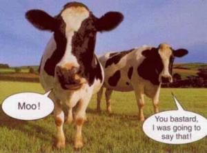 Mooo!