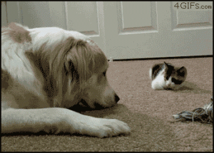 Boop