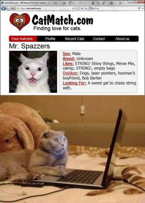 Catmatch.com
