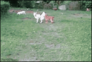 weeeh jump!