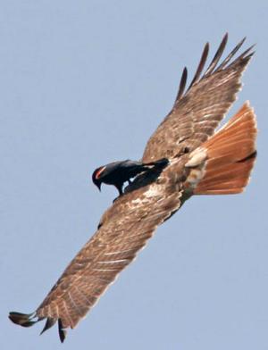 Birdsurfing