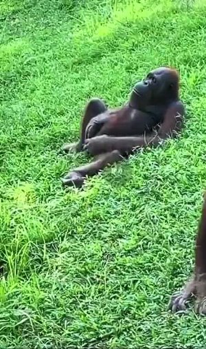Monke