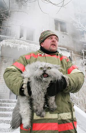 Arctic Cat