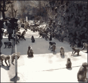 Monkey Frenzy