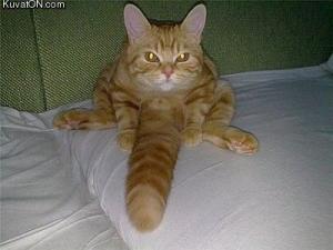 Gigolo cat