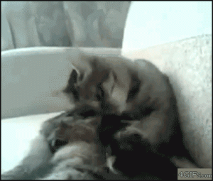 Failure Cat