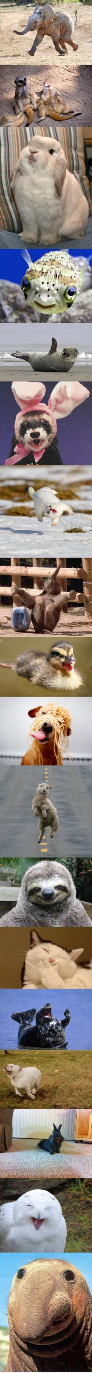 Happy animals