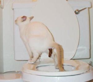 Kitty Making It Big