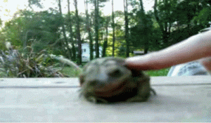 Cute Frog