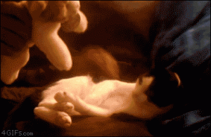 Cute cat:)