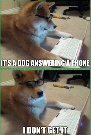 Stupid dog jokes;)