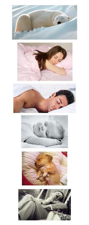 Sleeping makes everyone cute