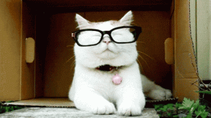 Cute cat