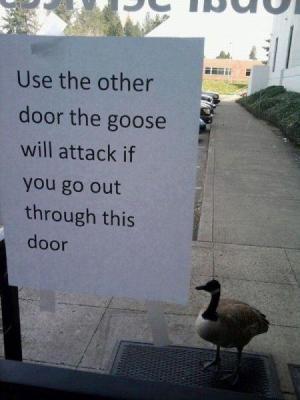 Aggresive Goose