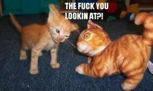 The fuck you looking at...