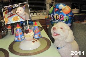 Happy Dog '11