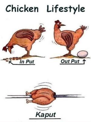 Chicken Lifestyle
