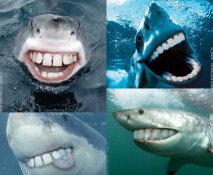 Smiling shark