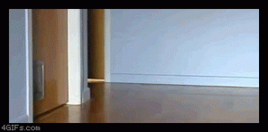Drifting cats